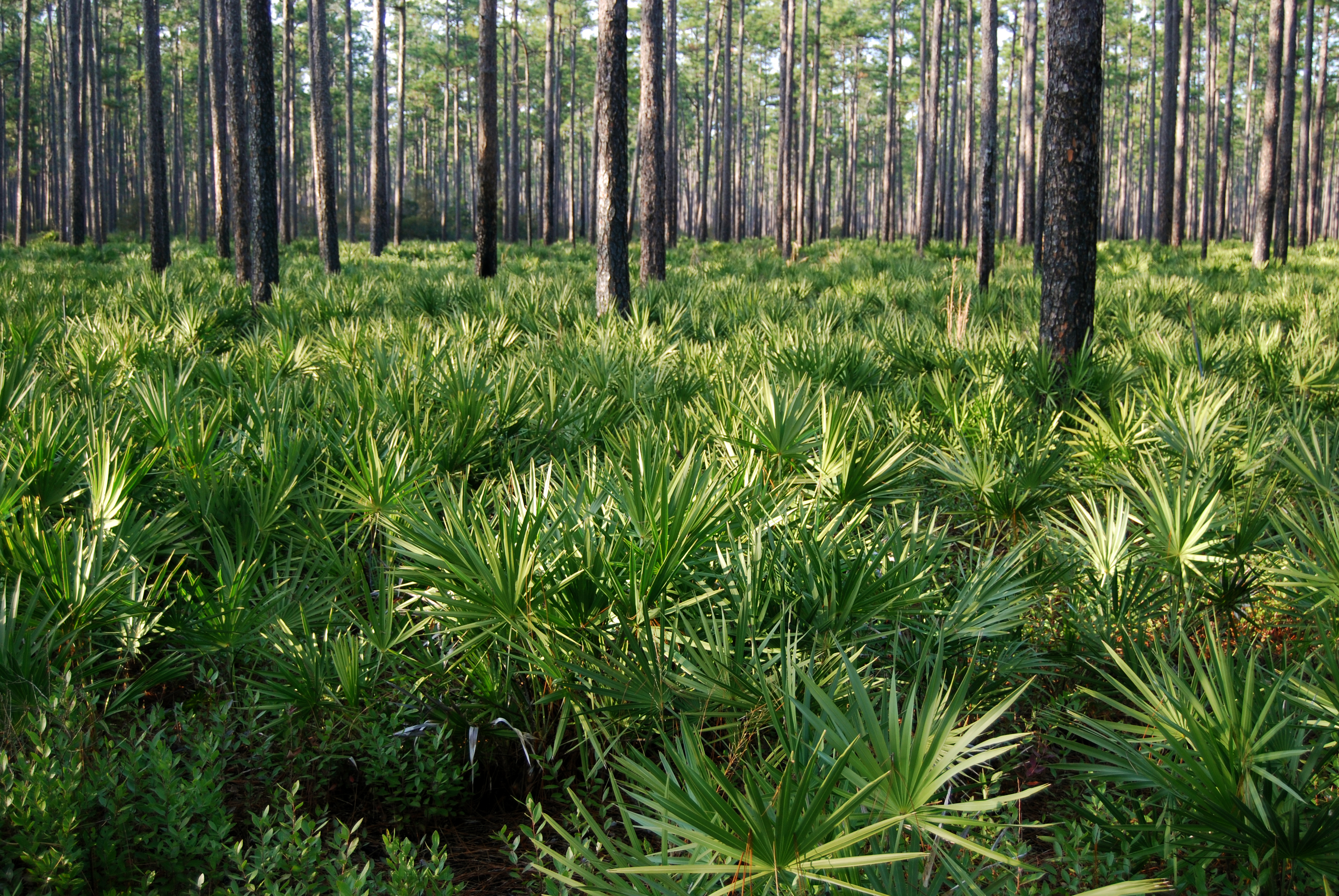 Palmettos